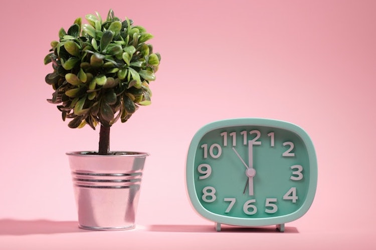 plant and clock in front of pink backdrop